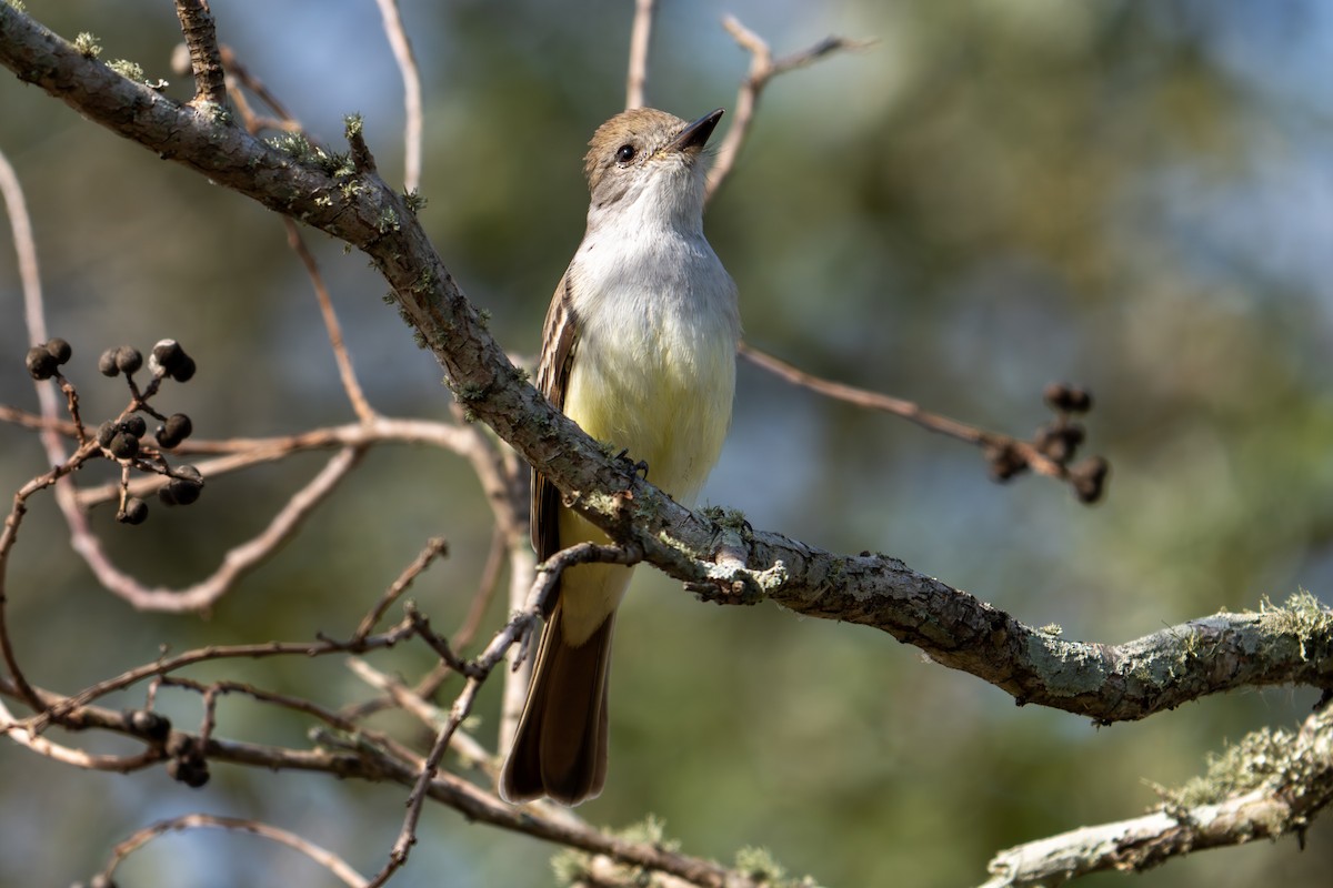 Kalifornienschopftyrann - ML647088832