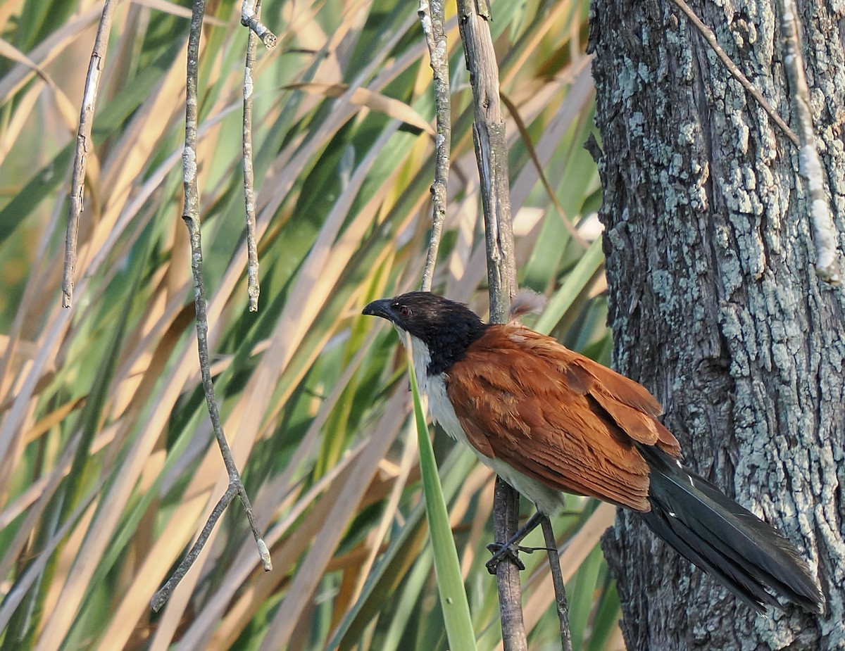 Blue-headed Coucal - ML647088837
