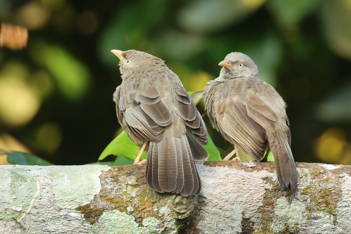 Yellow-billed Babbler - ML647088850