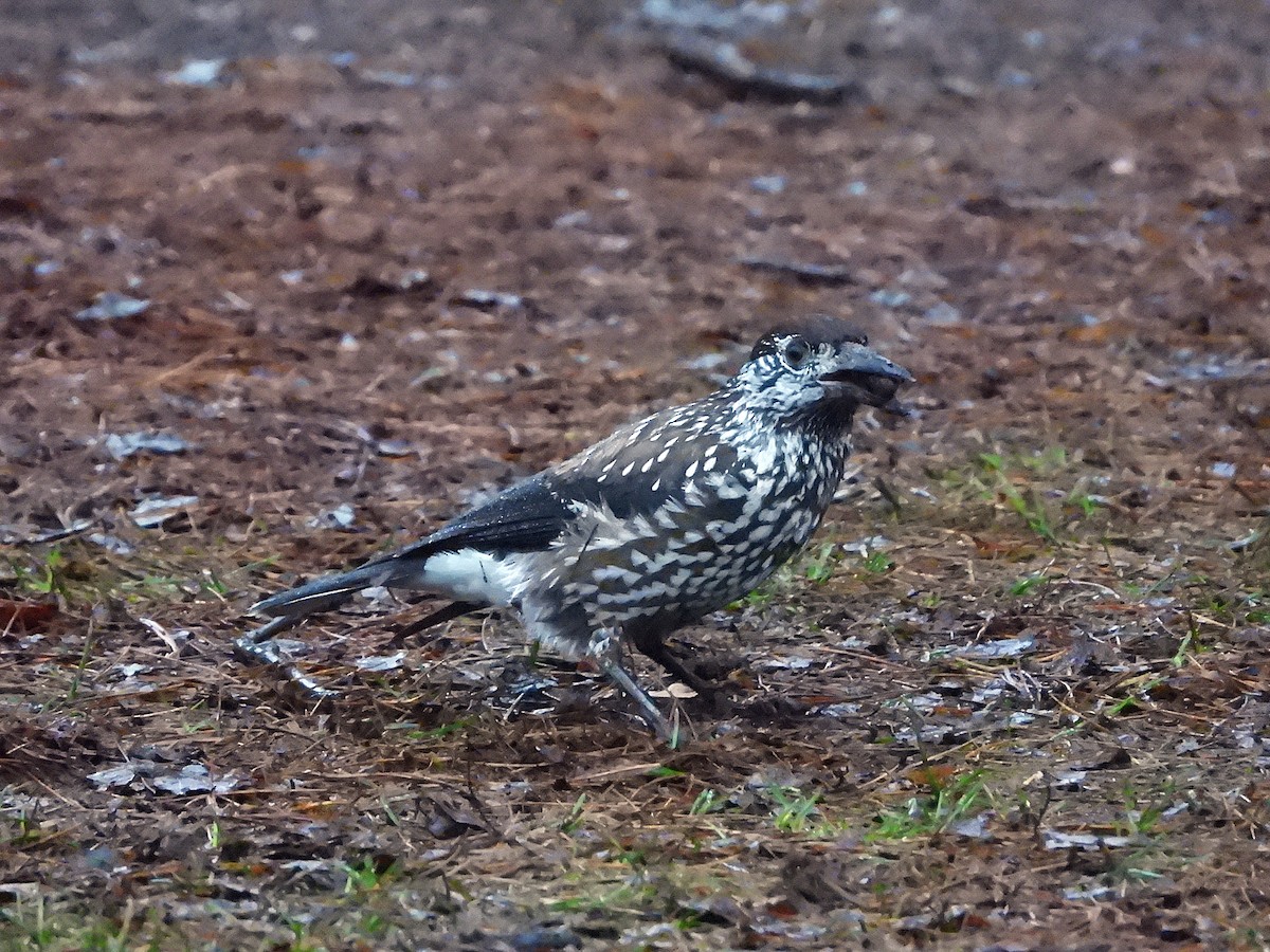 Tannenhäher - ML647088852