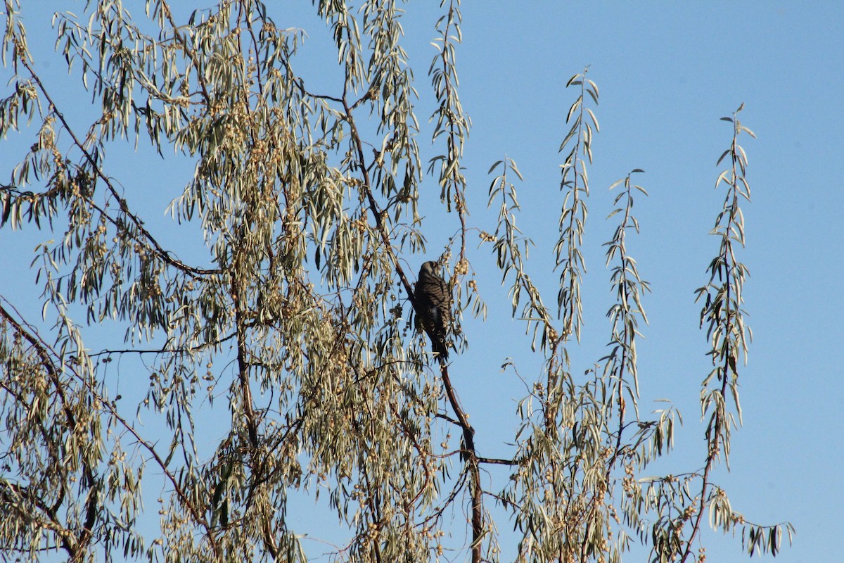 Goldspecht - ML647088856