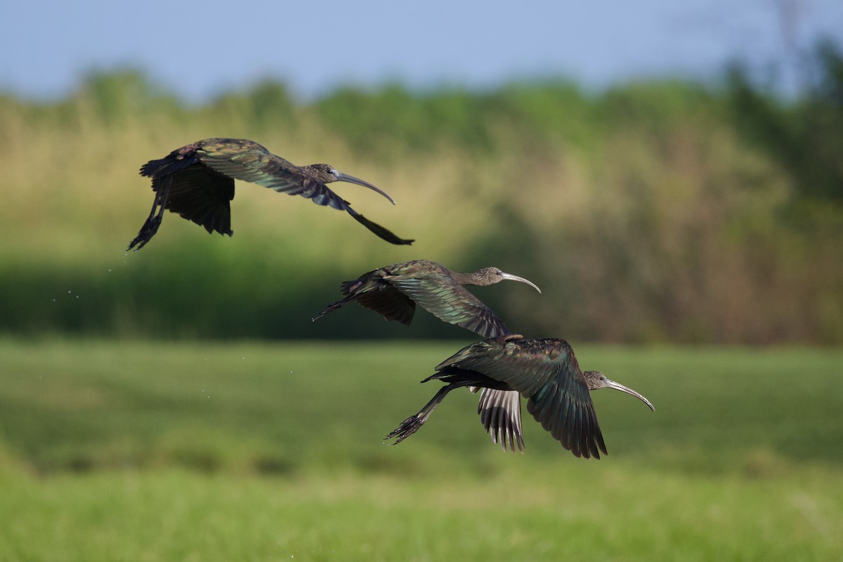 Sichler - ML647088857