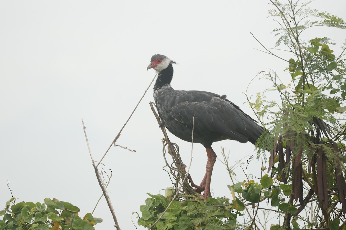 Weißwangen-Wehrvogel - ML647088858