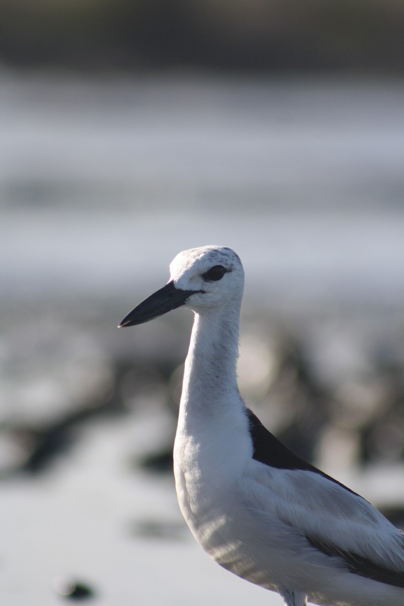 Crab-Plover - ML647088862