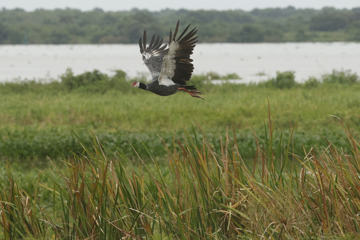 Weißwangen-Wehrvogel - ML647088865