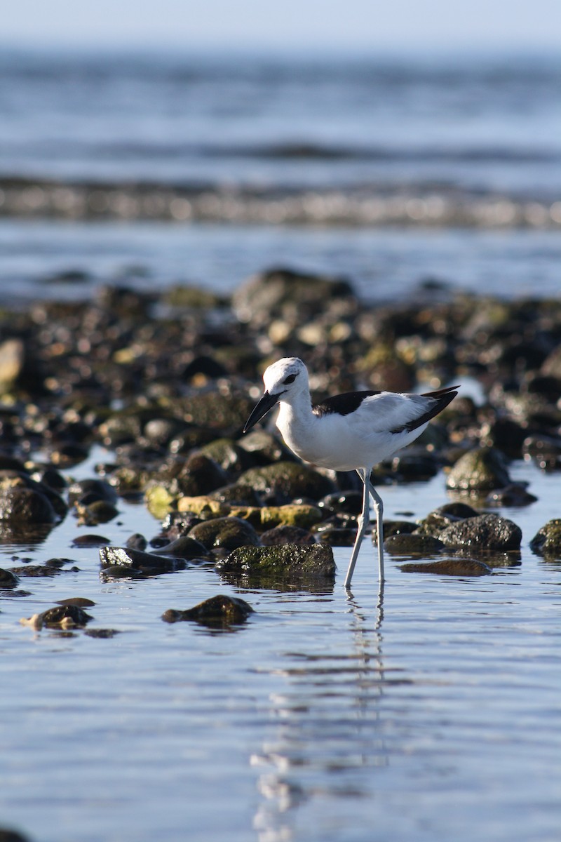 Crab-Plover - ML647088868