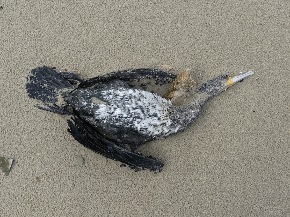 Kormoran - ML647088871