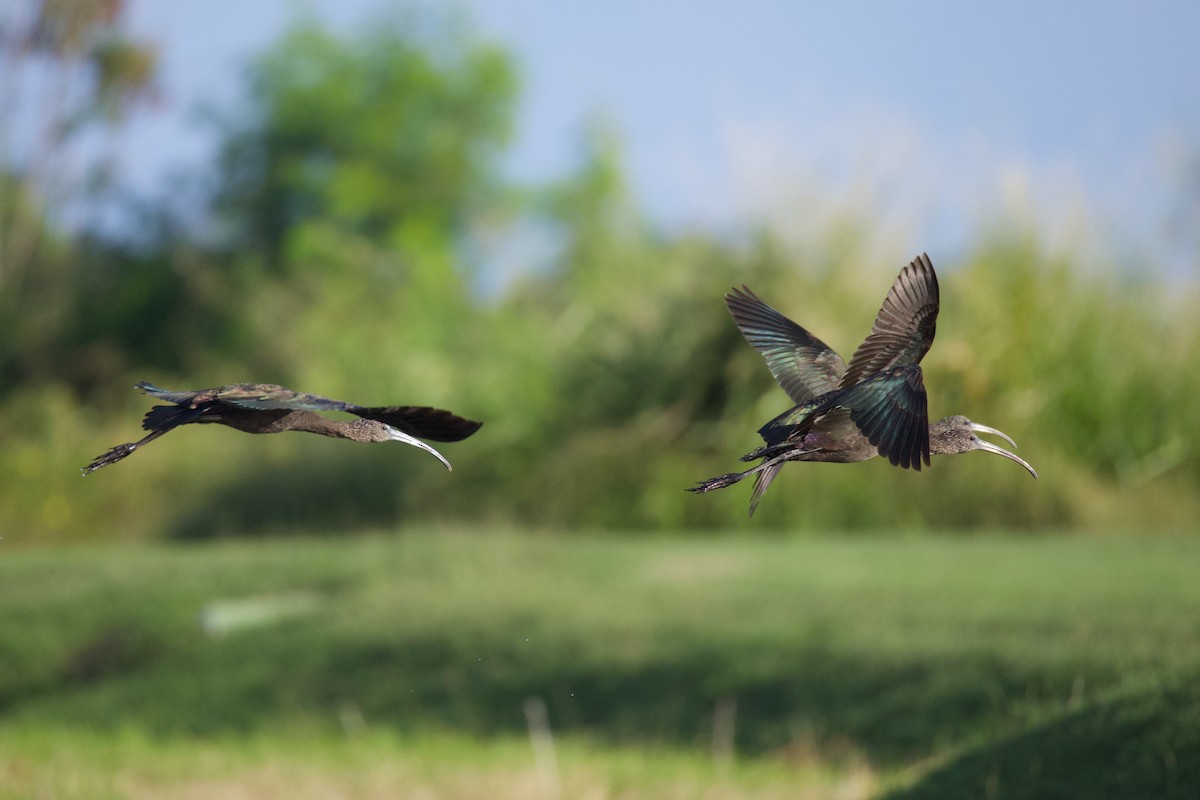 Sichler - ML647088873