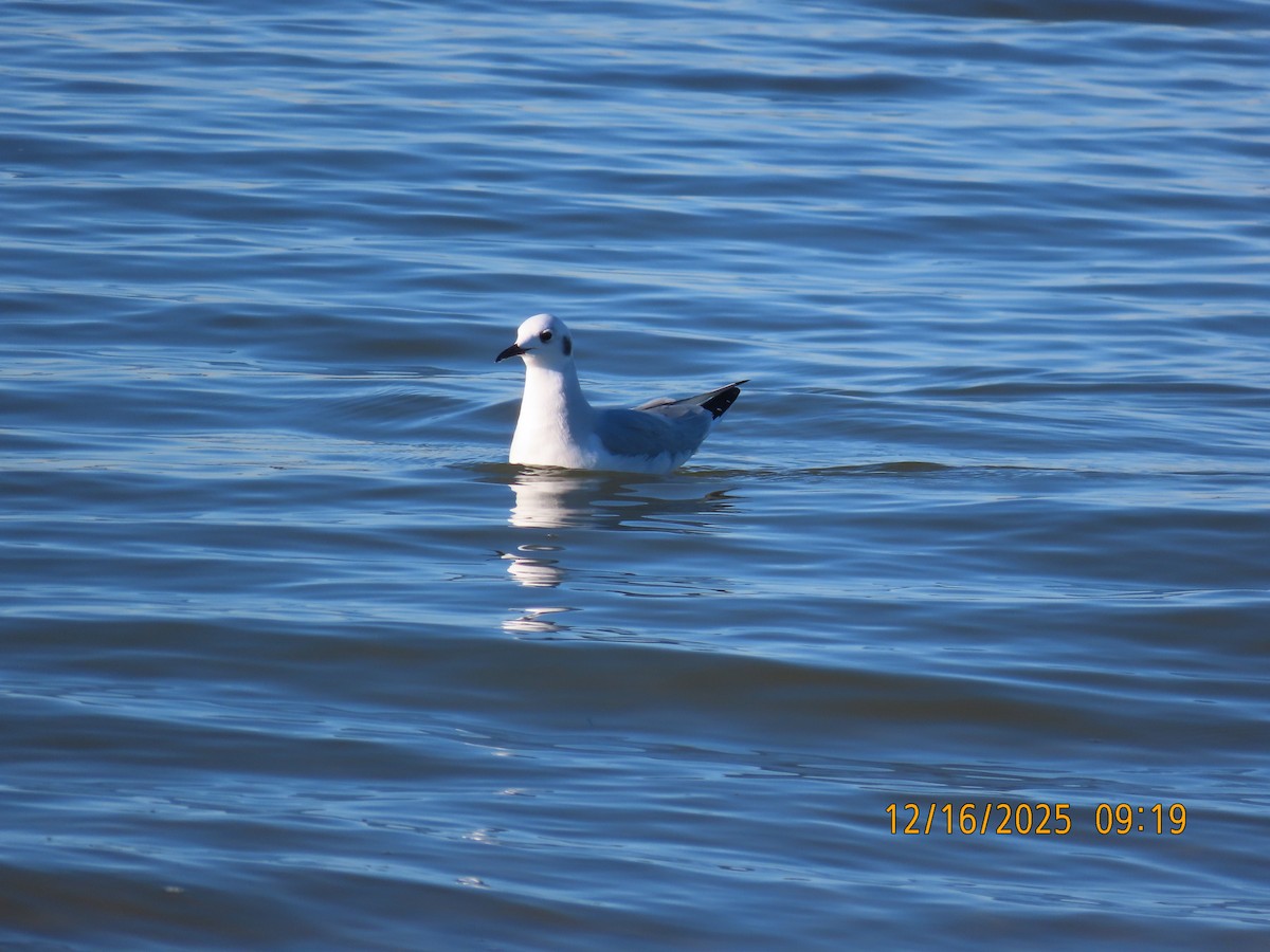 Bonapartemöwe - ML647088874