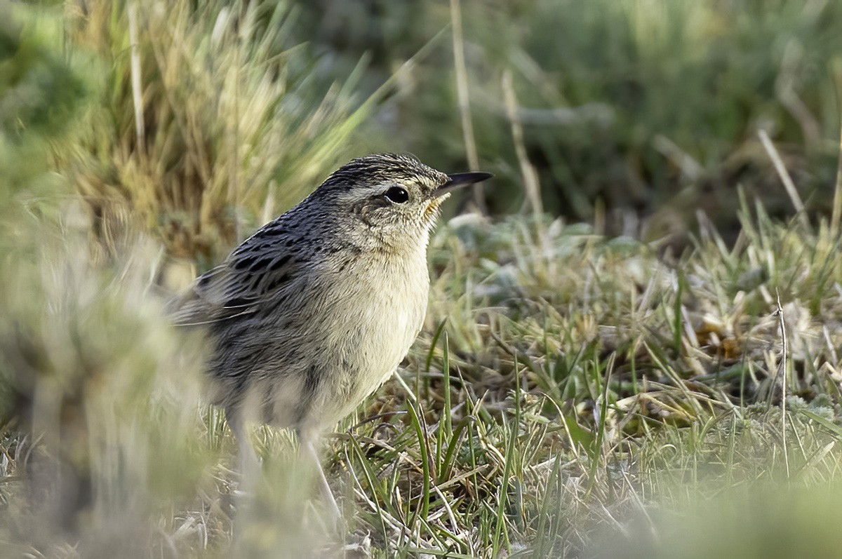 Graubrustcanastero - ML647088876