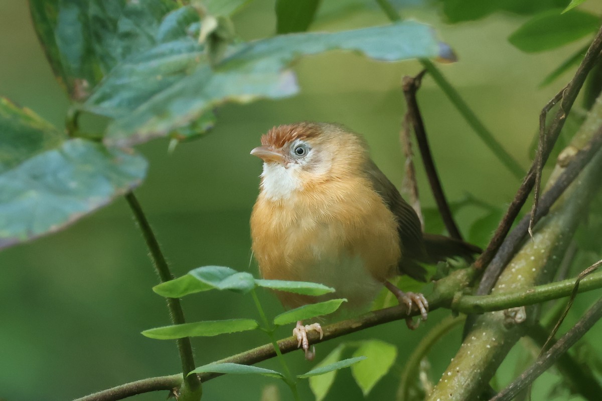 Rotbauch-Tyrannentimalie - ML647088878