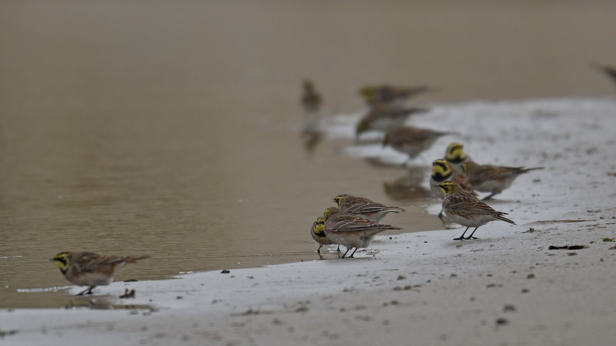 Ohrenlerche - ML647088880