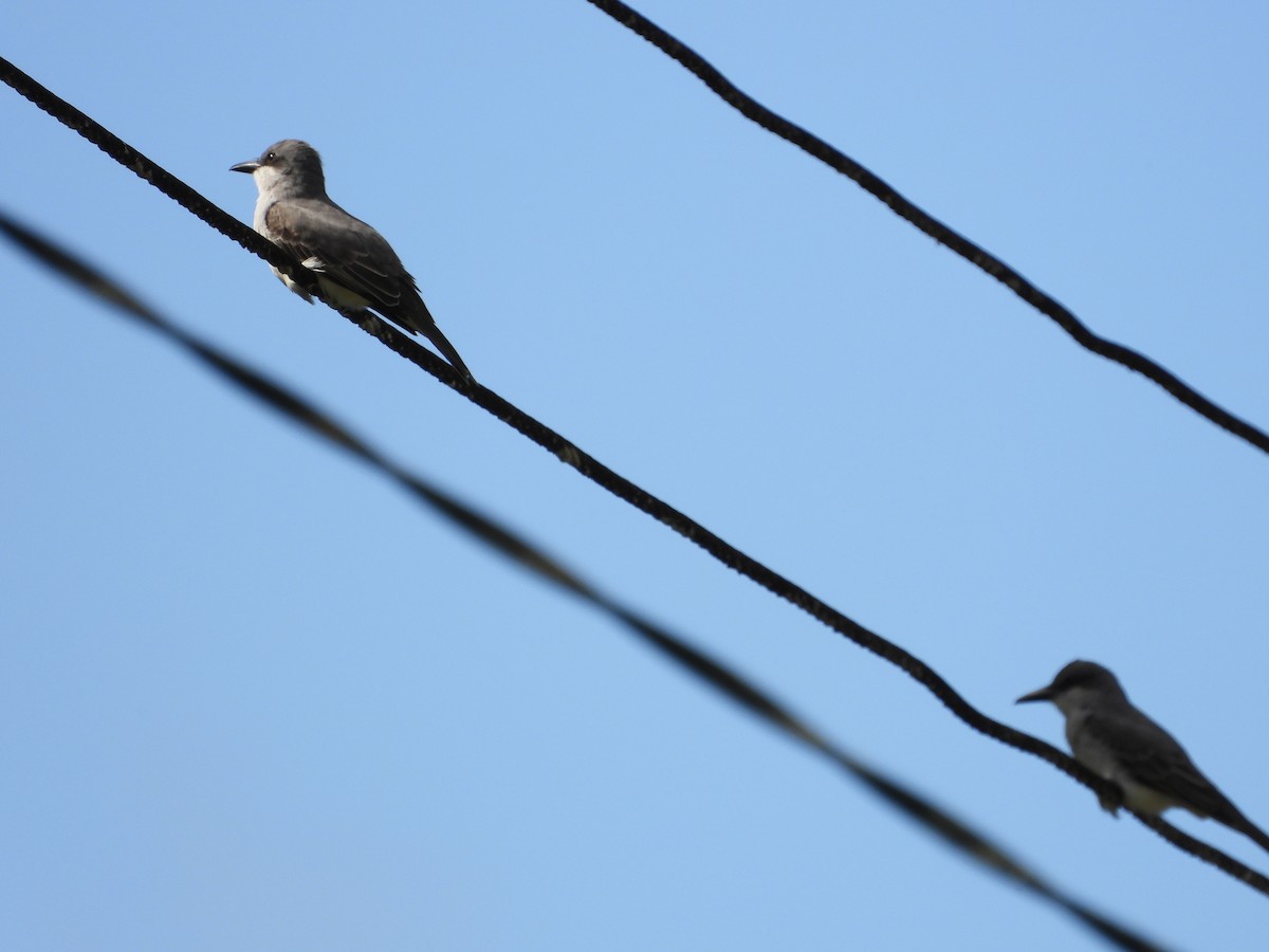 Graukönigstyrann - ML647088883