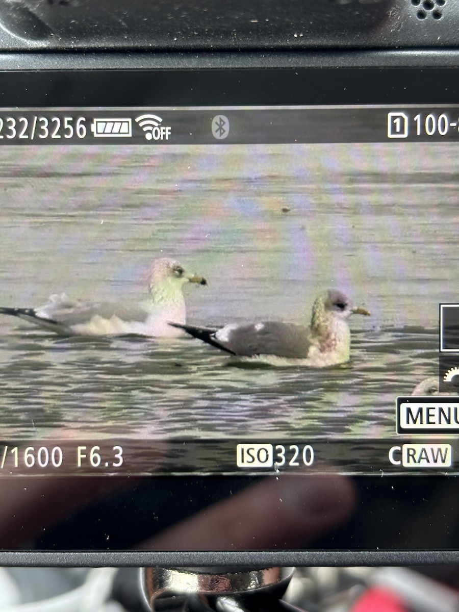 racek aljašský - ML647088884