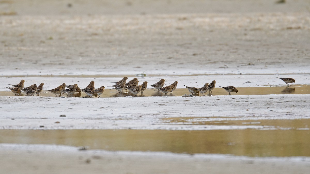 Berghänfling - ML647088886