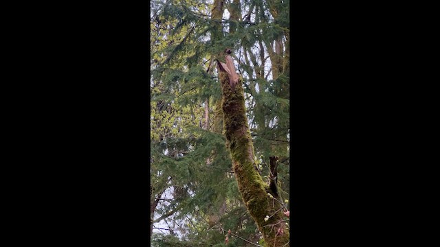 Pazifikzaunkönig - ML647088887