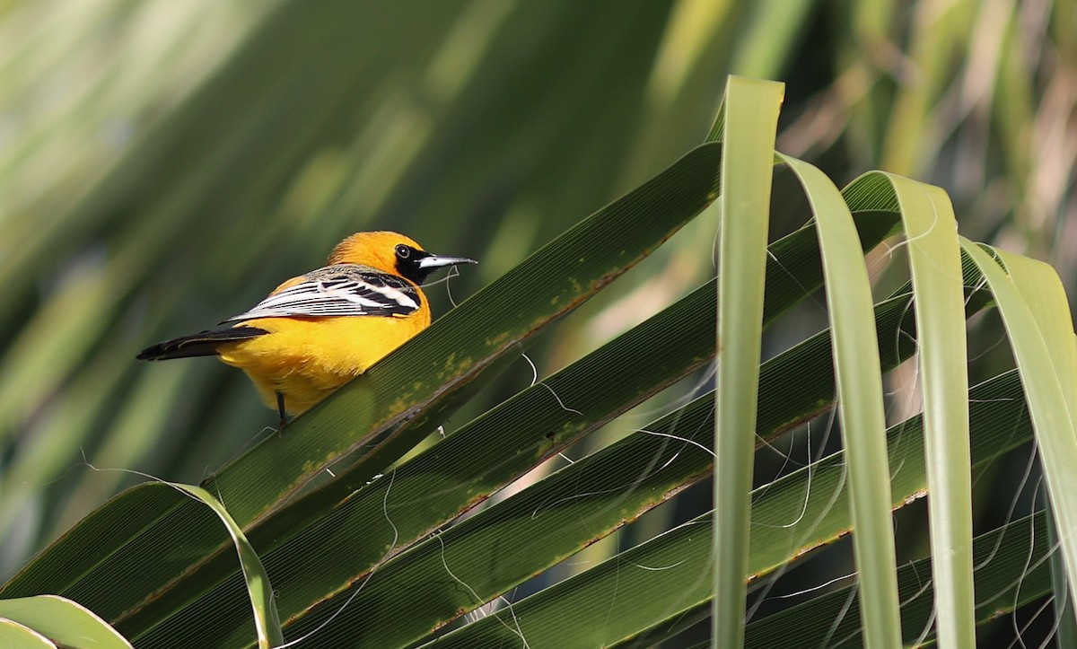 Maskentrupial - ML647088888