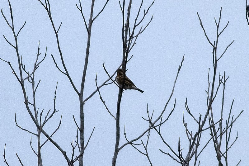 Purpurgimpel - ML647088889