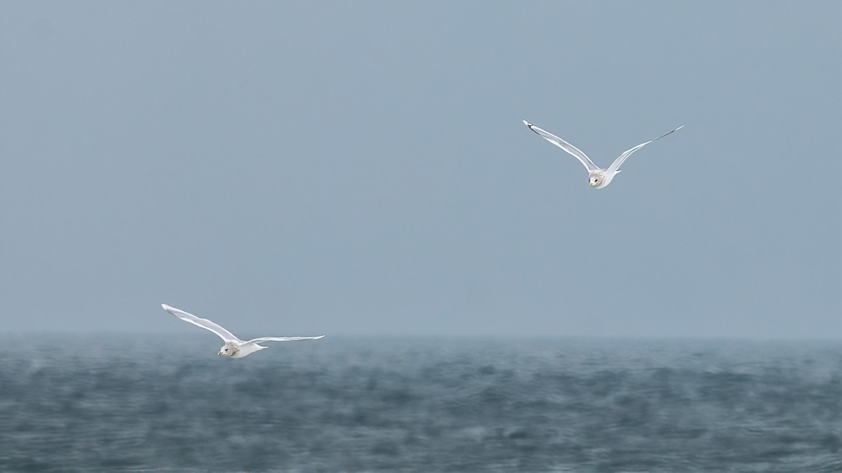 Polarmöwe - ML647088890