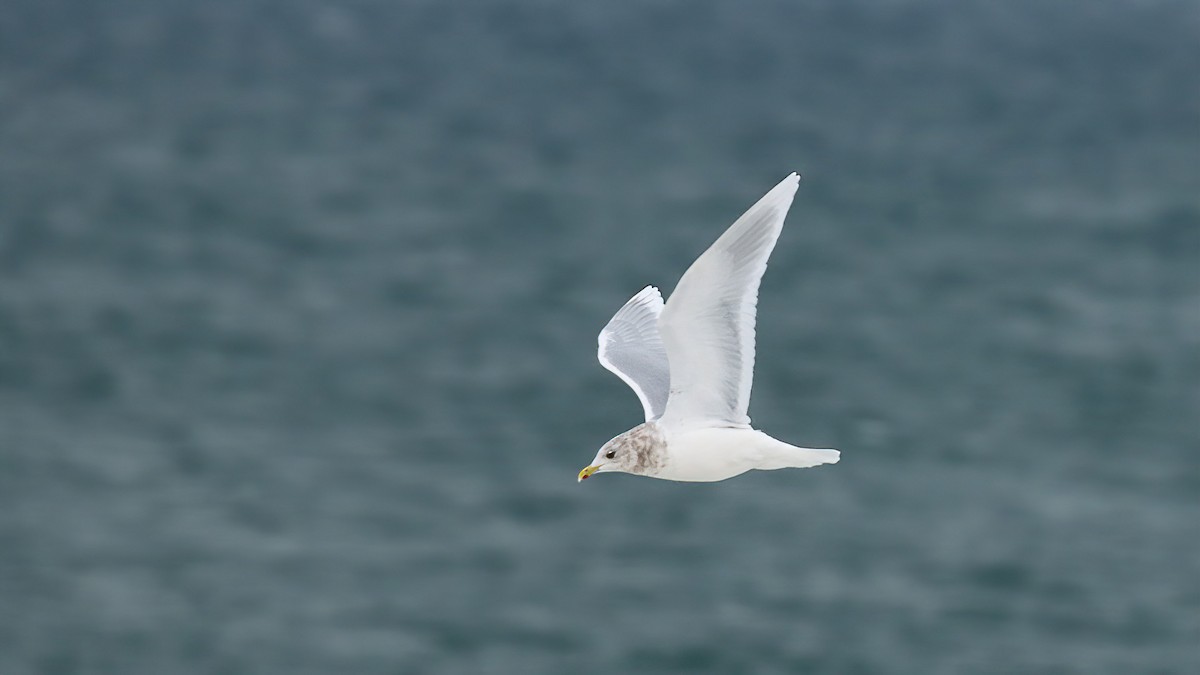 Polarmöwe - ML647088891