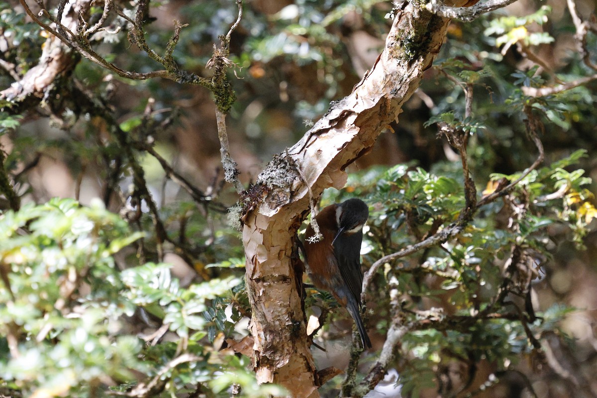 Riesenspitzschnabel - ML647088896