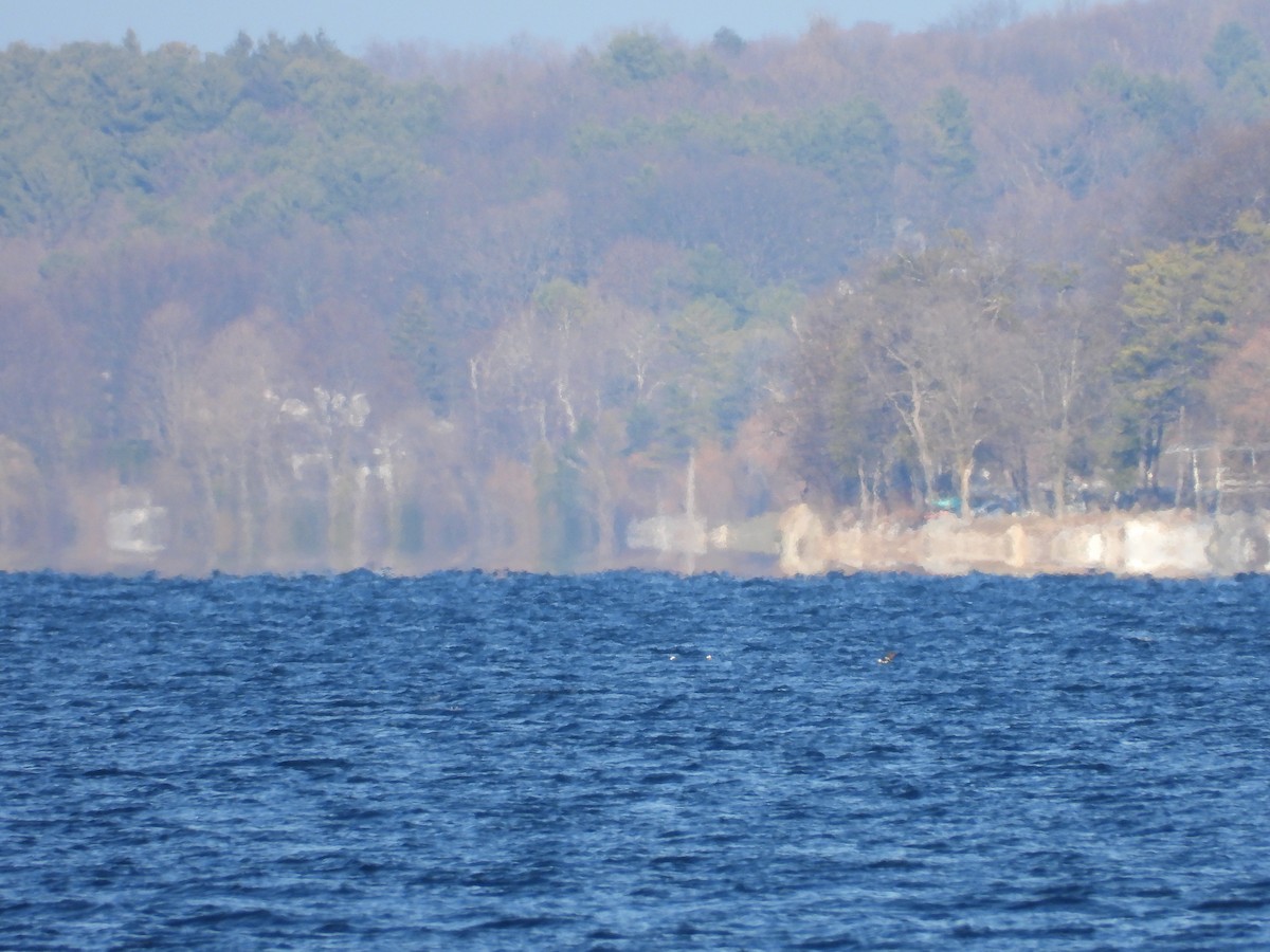 Eisente - ML647088897