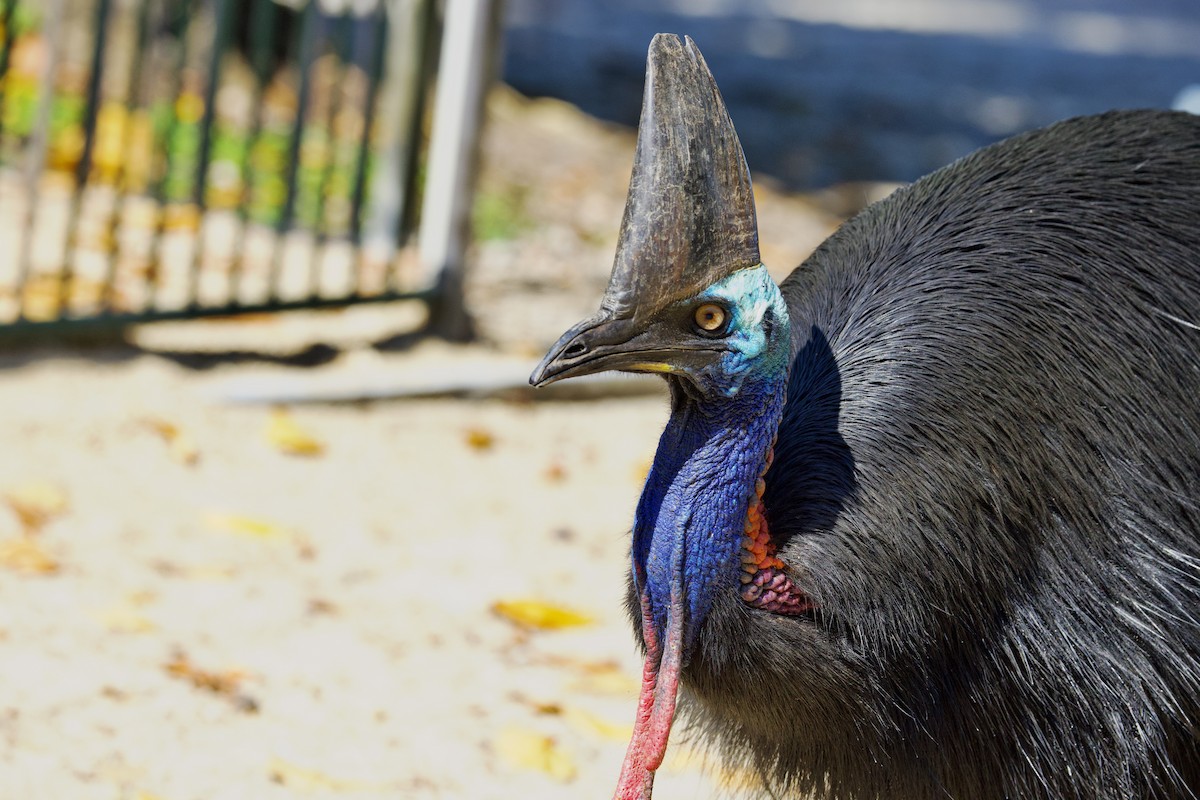 Helmkasuar - ML647088901