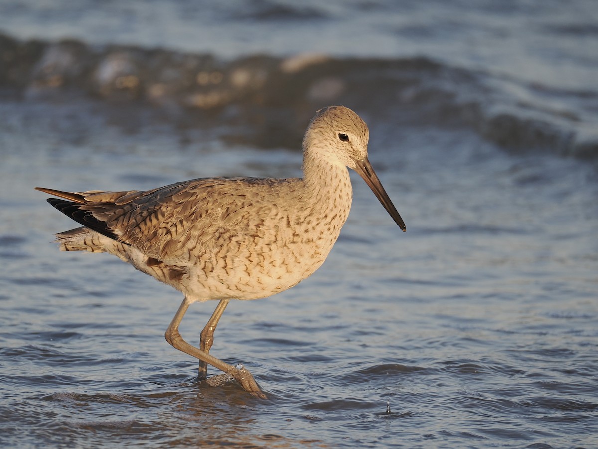 Schlammtreter - ML647088902