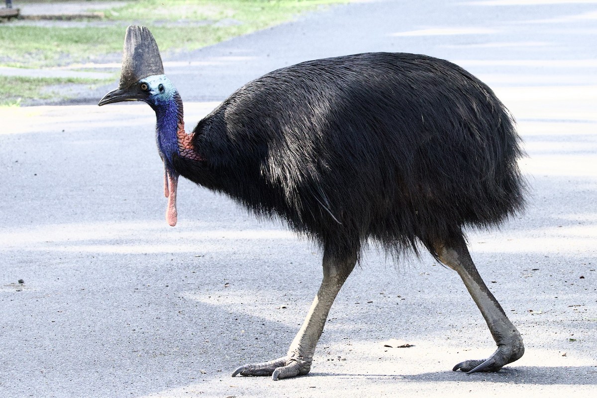 Helmkasuar - ML647088904