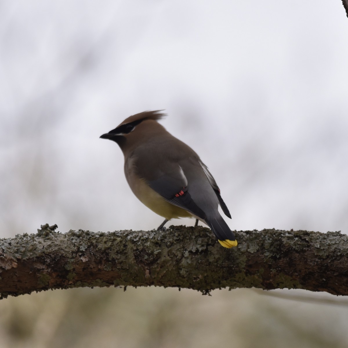 Zedernseidenschwanz - ML647088906