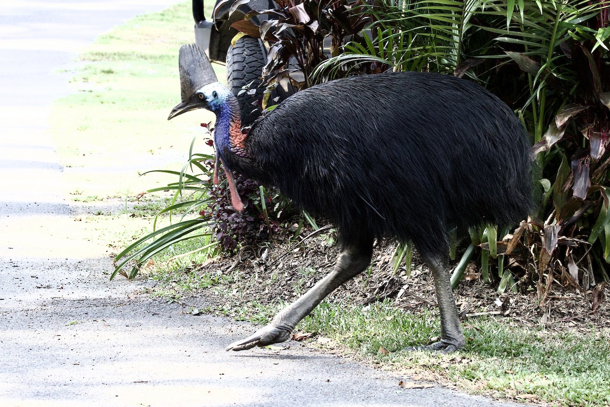 Helmkasuar - ML647088908