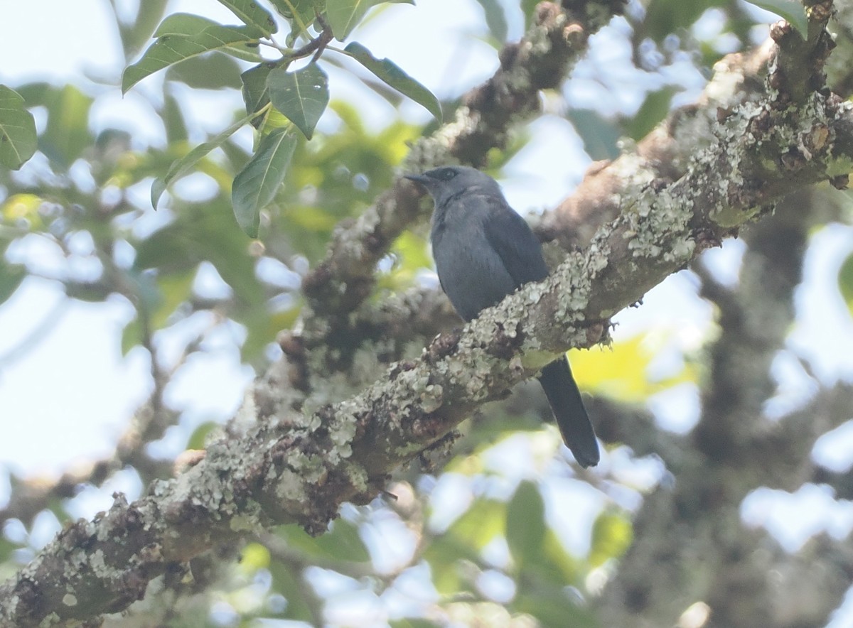 Kenrickstar - ML647088910