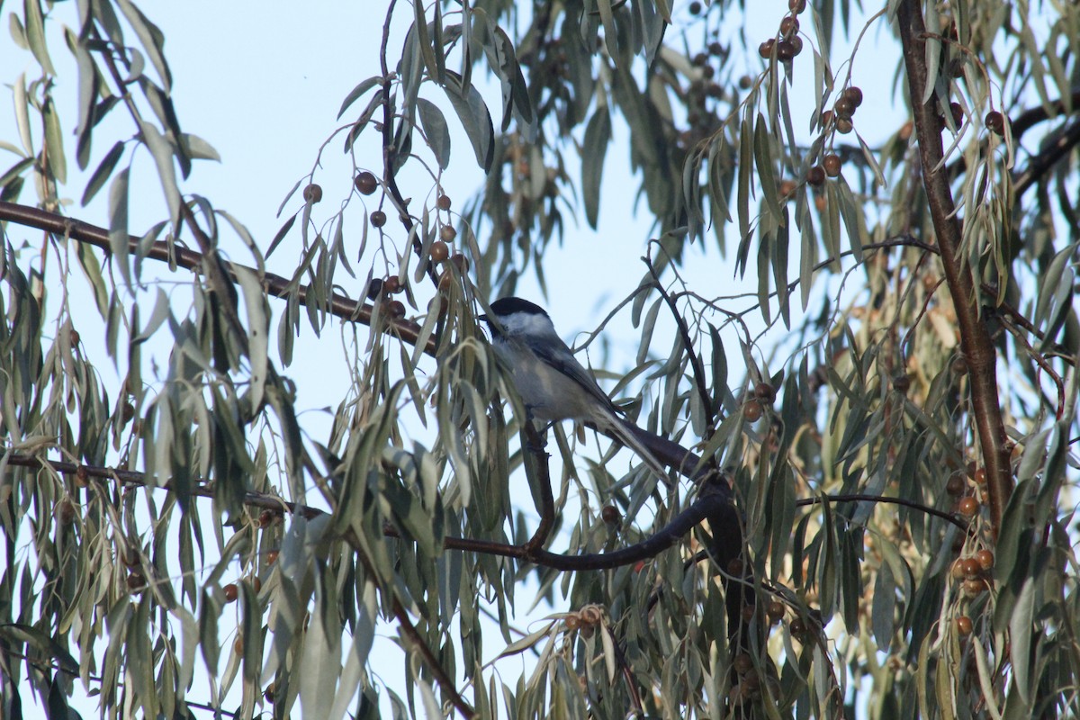 Black-capped Chickadee - ML647088918