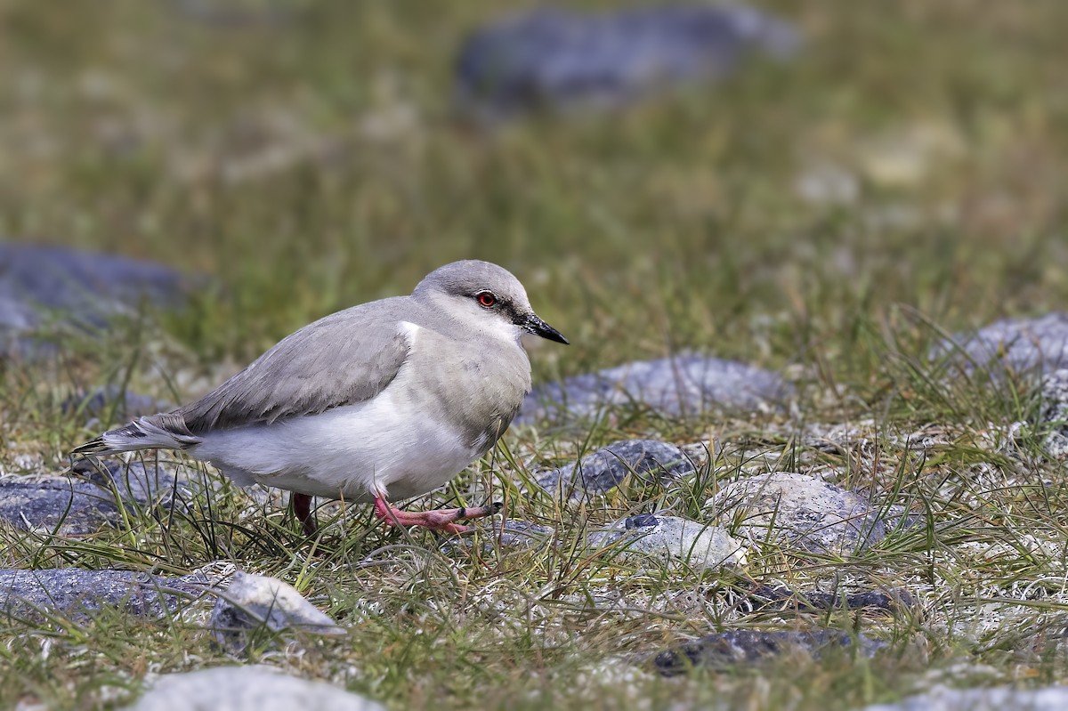 Магелланова ржанка - ML647088929