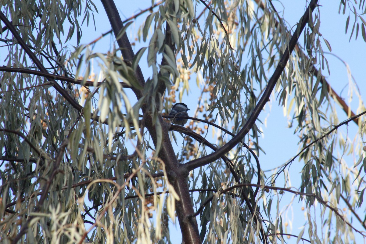 Black-capped Chickadee - ML647088933