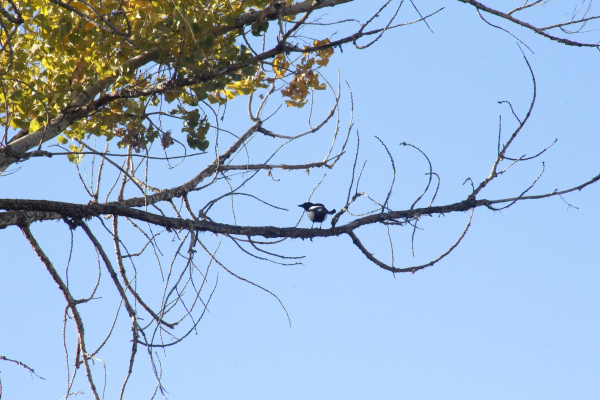 straka americká - ML647088938