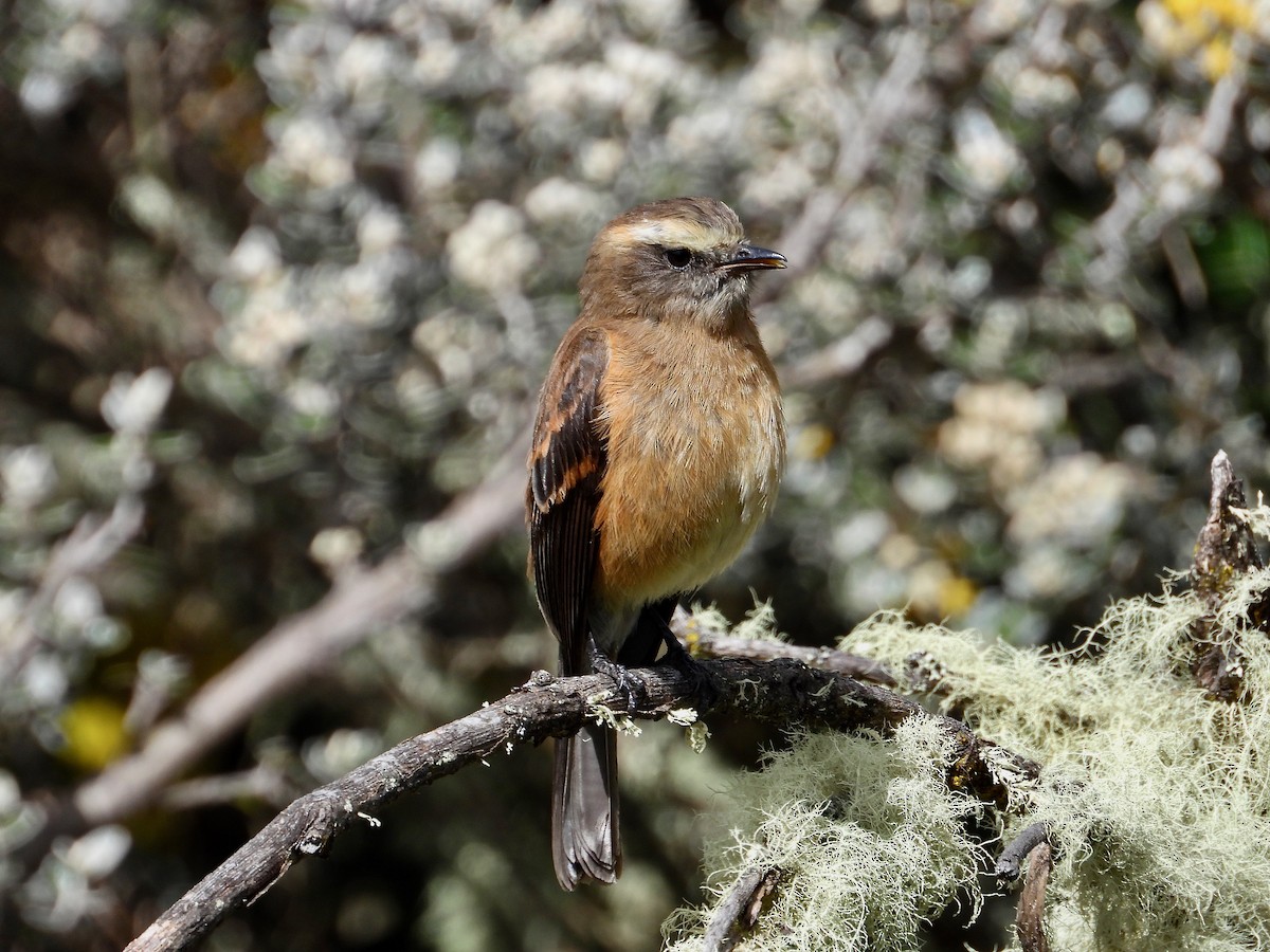 Brown-backed Chat-Tyrant - ML647088946