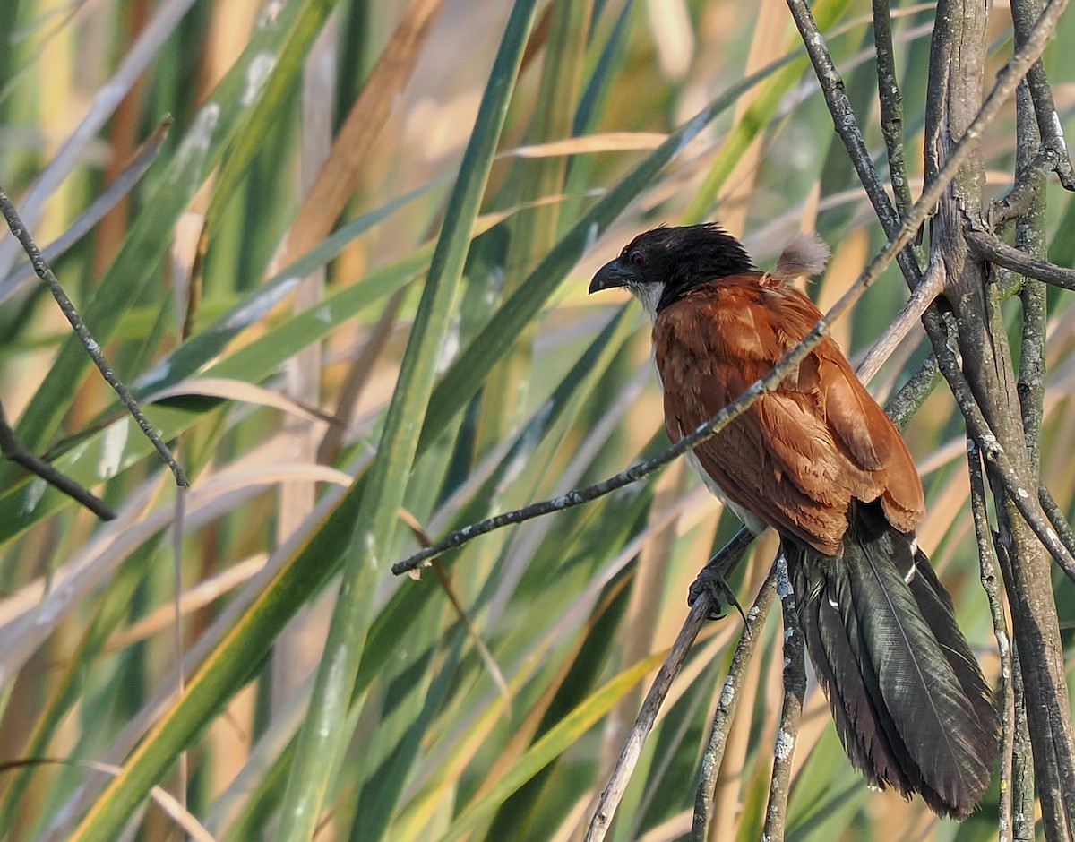 Blue-headed Coucal - ML647088955