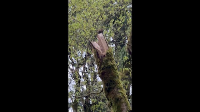 Pacific Wren - ML647088966