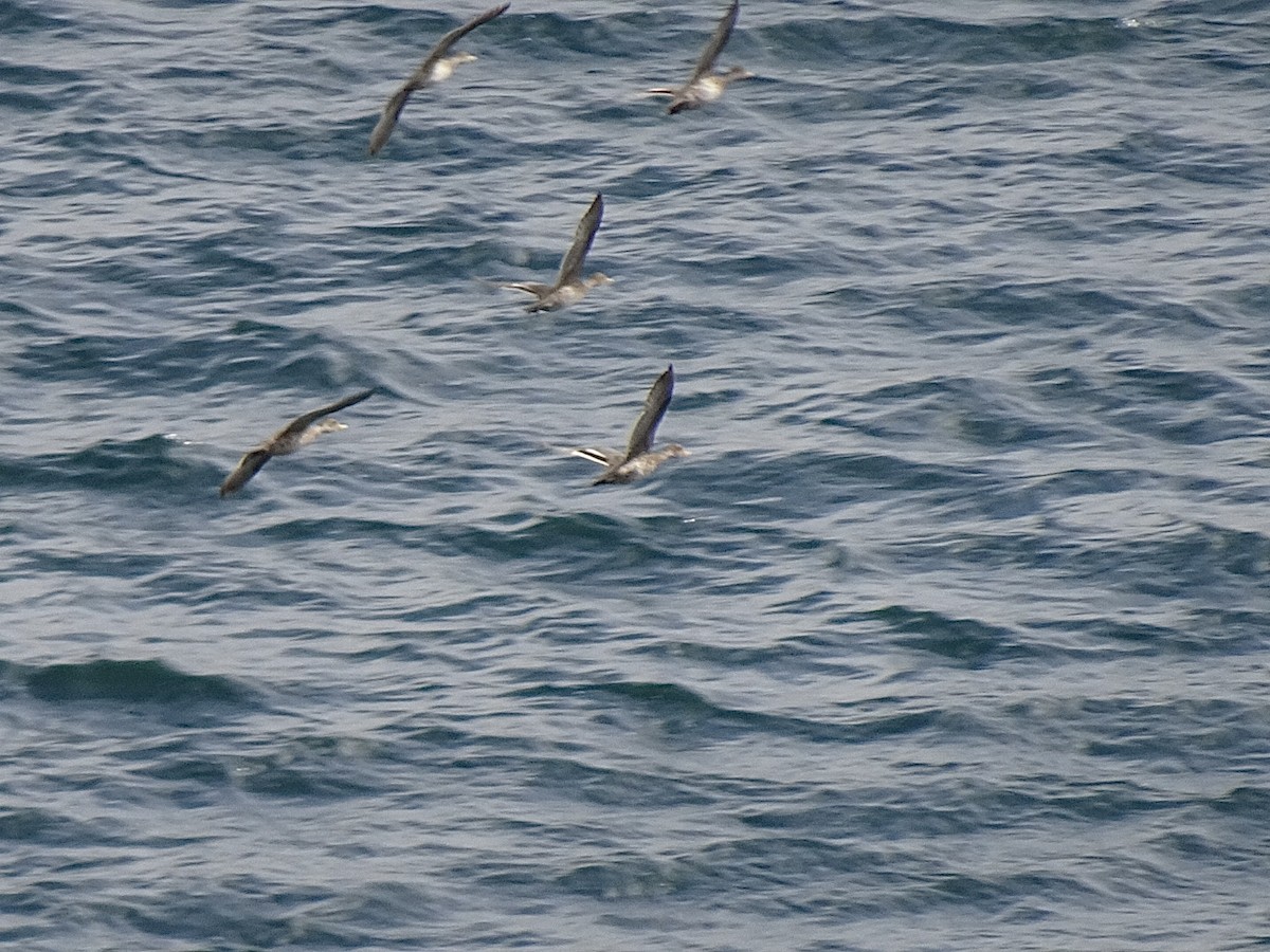 Yellow-billed Pintail - ML647088978