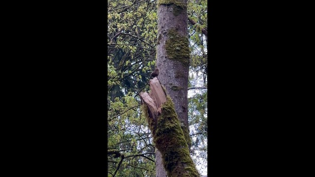 Pacific Wren - ML647088984