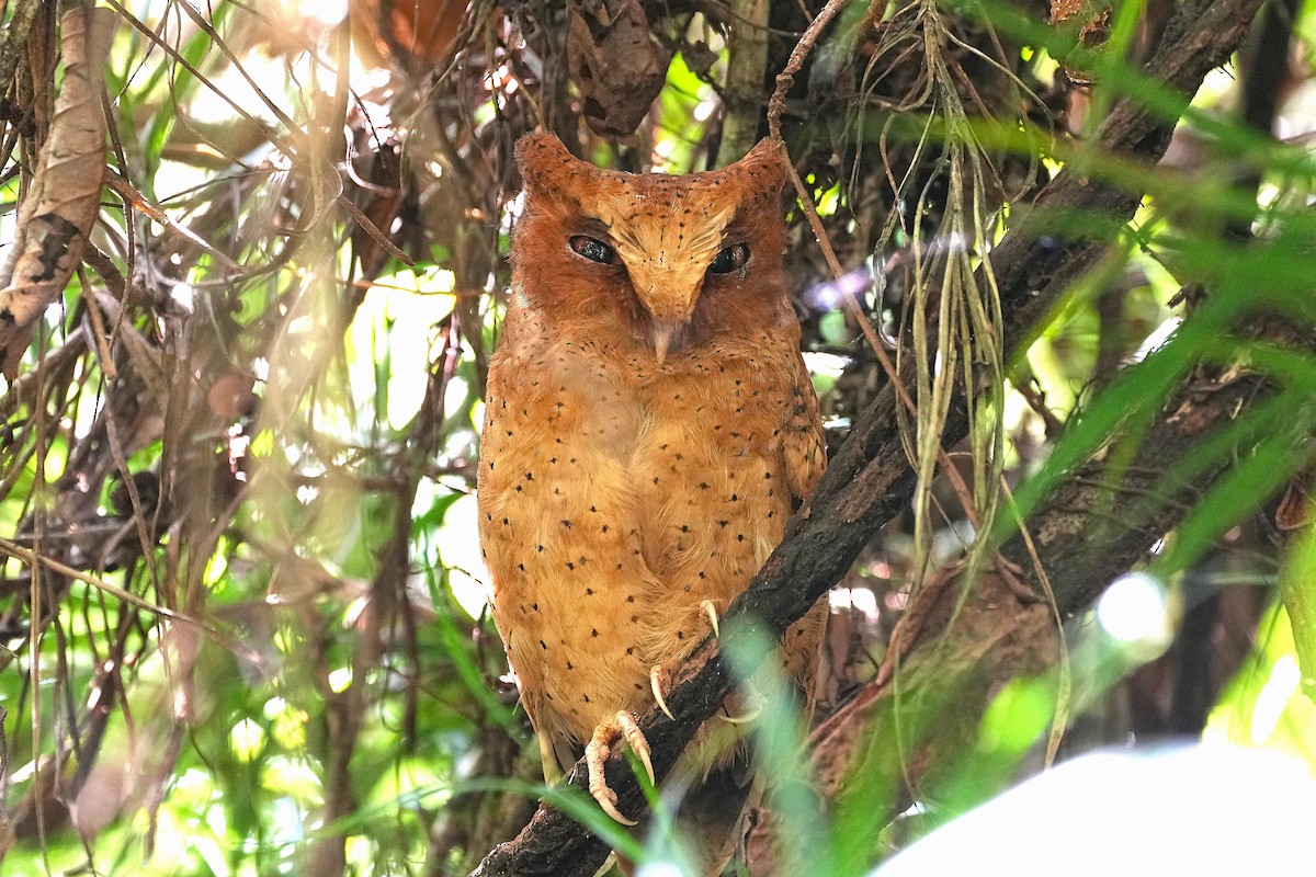 Serendib Scops-Owl - ML647089001