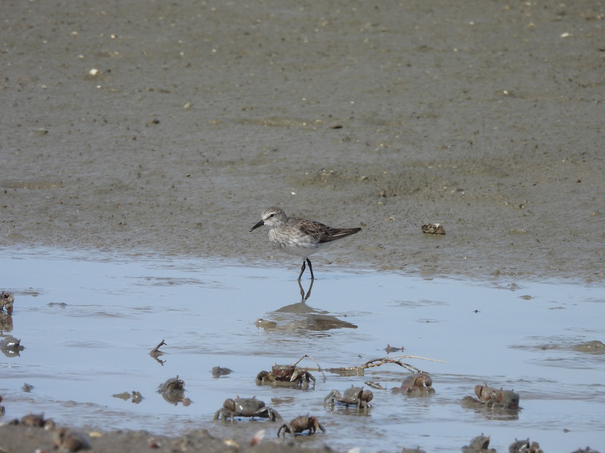 Weißbürzel-Strandläufer - ML647089004