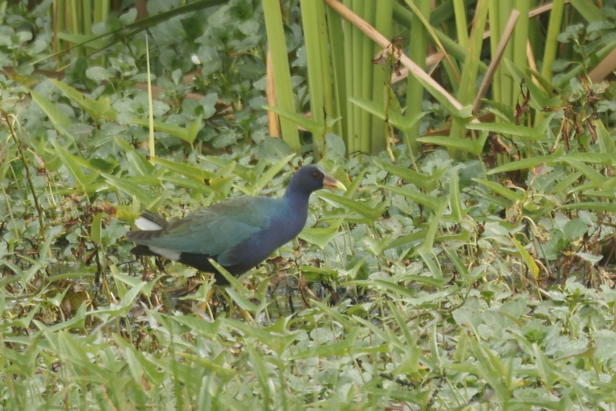 アメリカムラサキバン - ML647089009