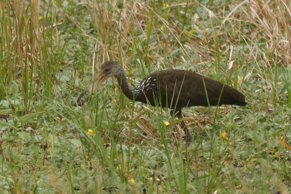 ツルモドキ（guarauna） - ML647089018