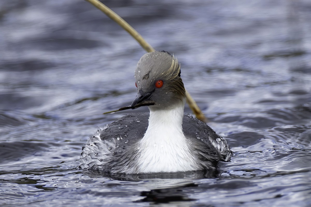 Silvery Grebe (Patagonian) - ML647089020