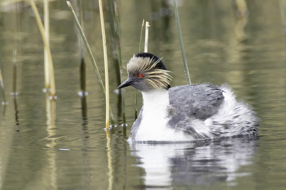 Silvery Grebe (Patagonian) - ML647089021