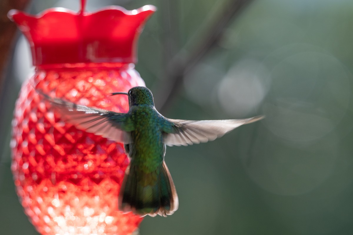 Buff-tailed Coronet - ML647089022