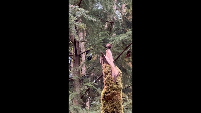 Pacific Wren - ML647089023