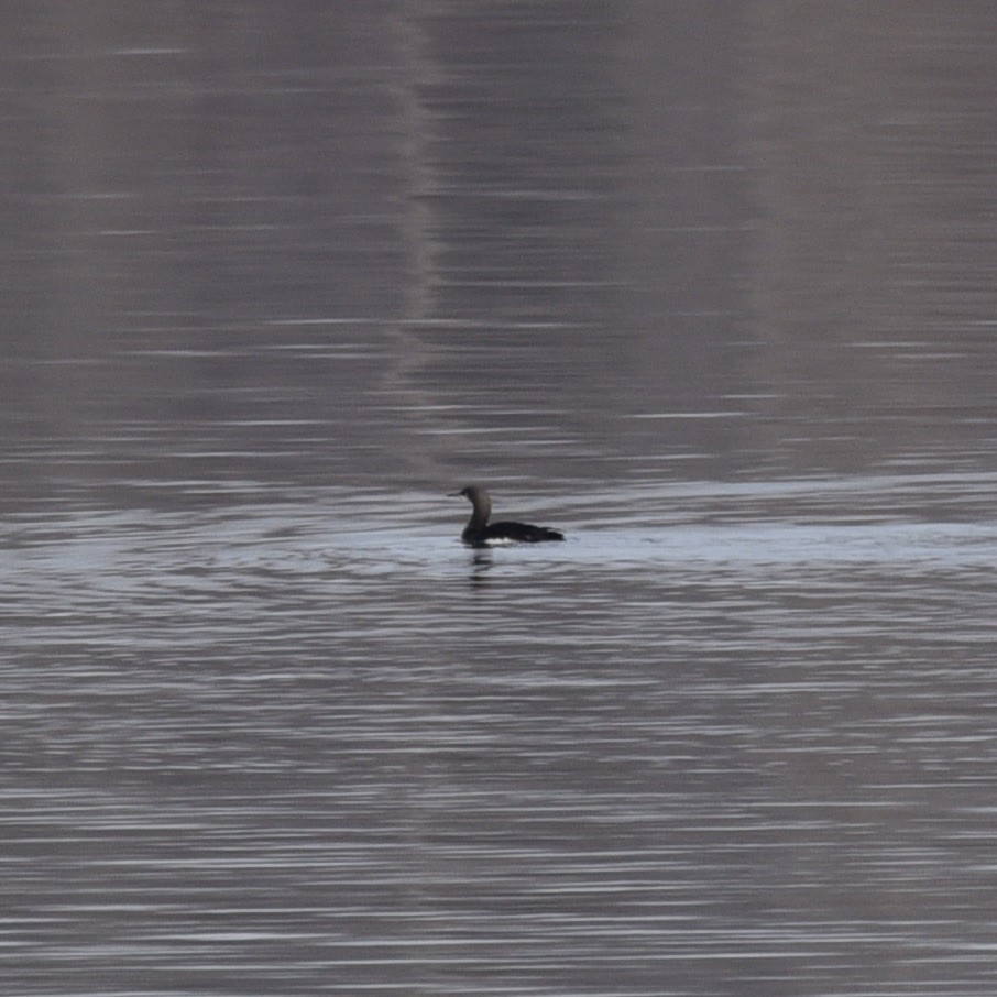 צוללן פסיפי - ML647089032
